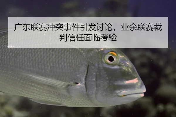 广东联赛冲突事件引发讨论，业余联赛裁判信任面临考验